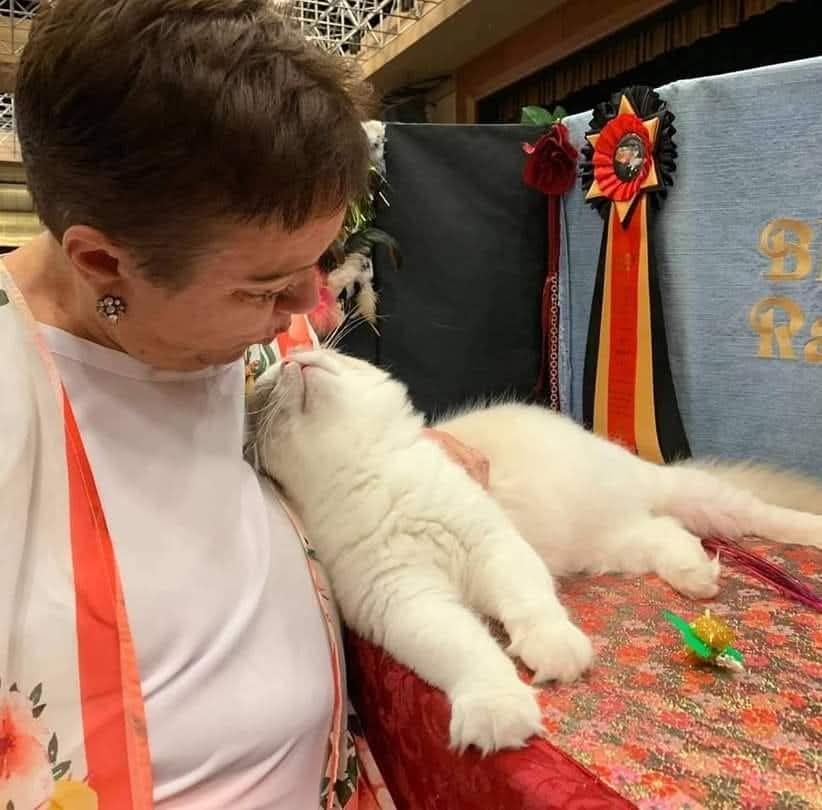 Dana with a Blossom Ragdoll at a TICA show, beside championship rosettes