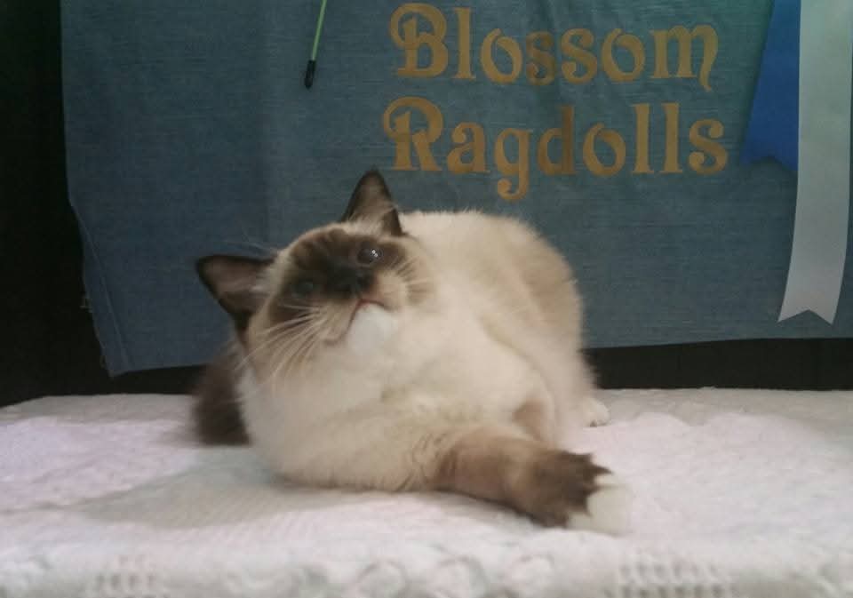 A seal-point Blossom Ragdoll on the show bench, Blossom Ragdolls banner behind