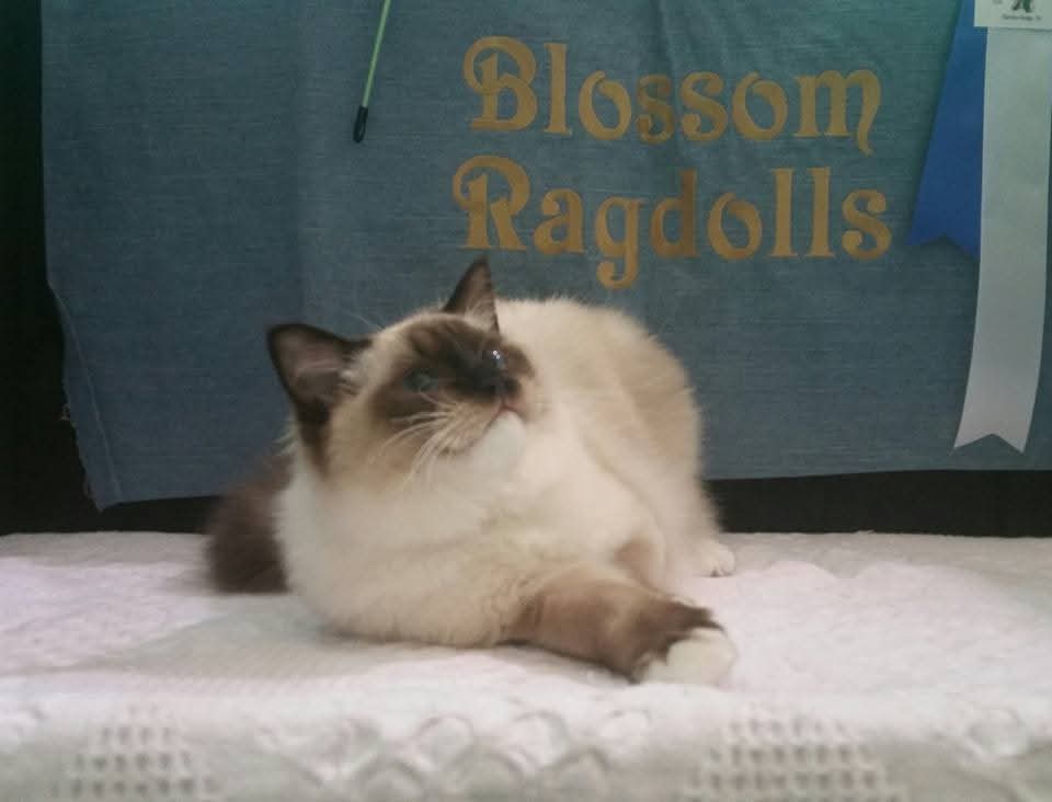 A seal-point Blossom Ragdoll posed on the show bench