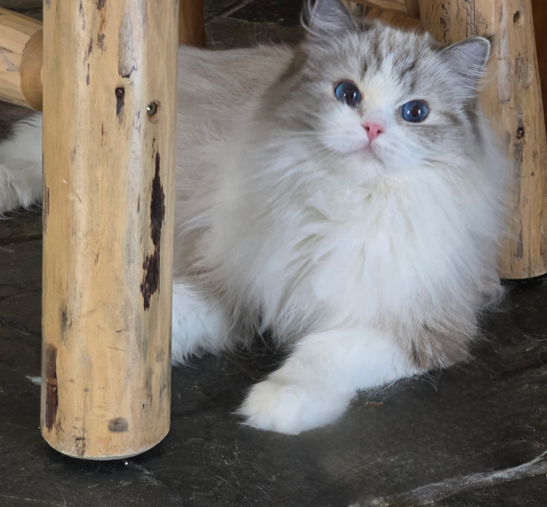 A fluffy bicolor Blossom kitten beneath a log table