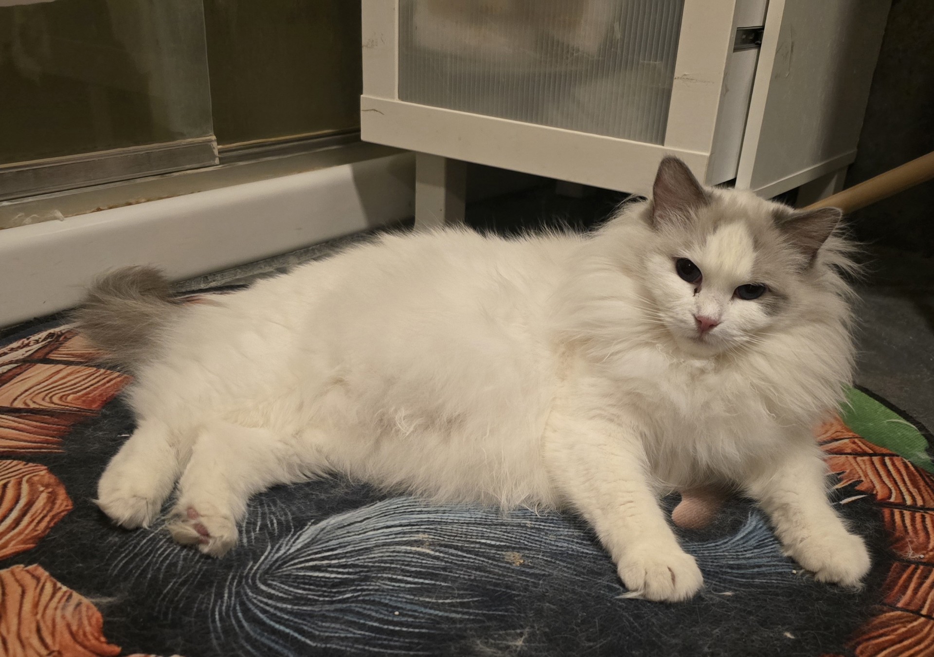 A Blossom Ragdoll perched on top of a tall cat tree