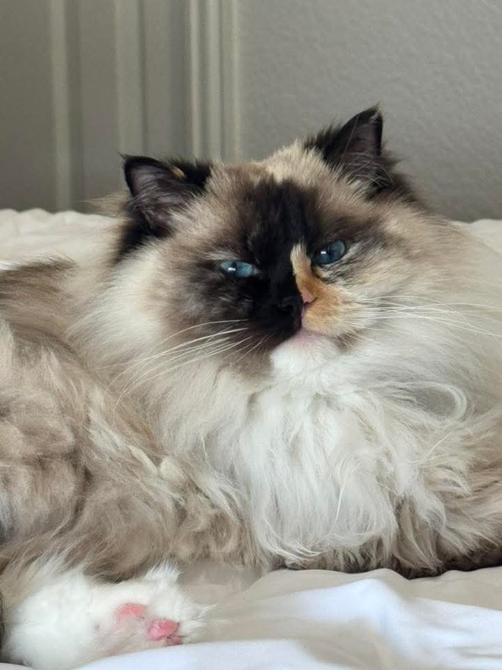 A bicolor Ragdoll stretched out on a patterned rug