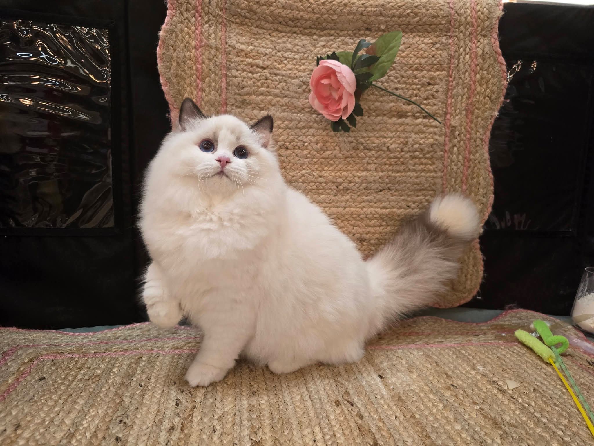Blossom Daphne Rose — a fluffy bicolor Ragdoll posed on a woven rug