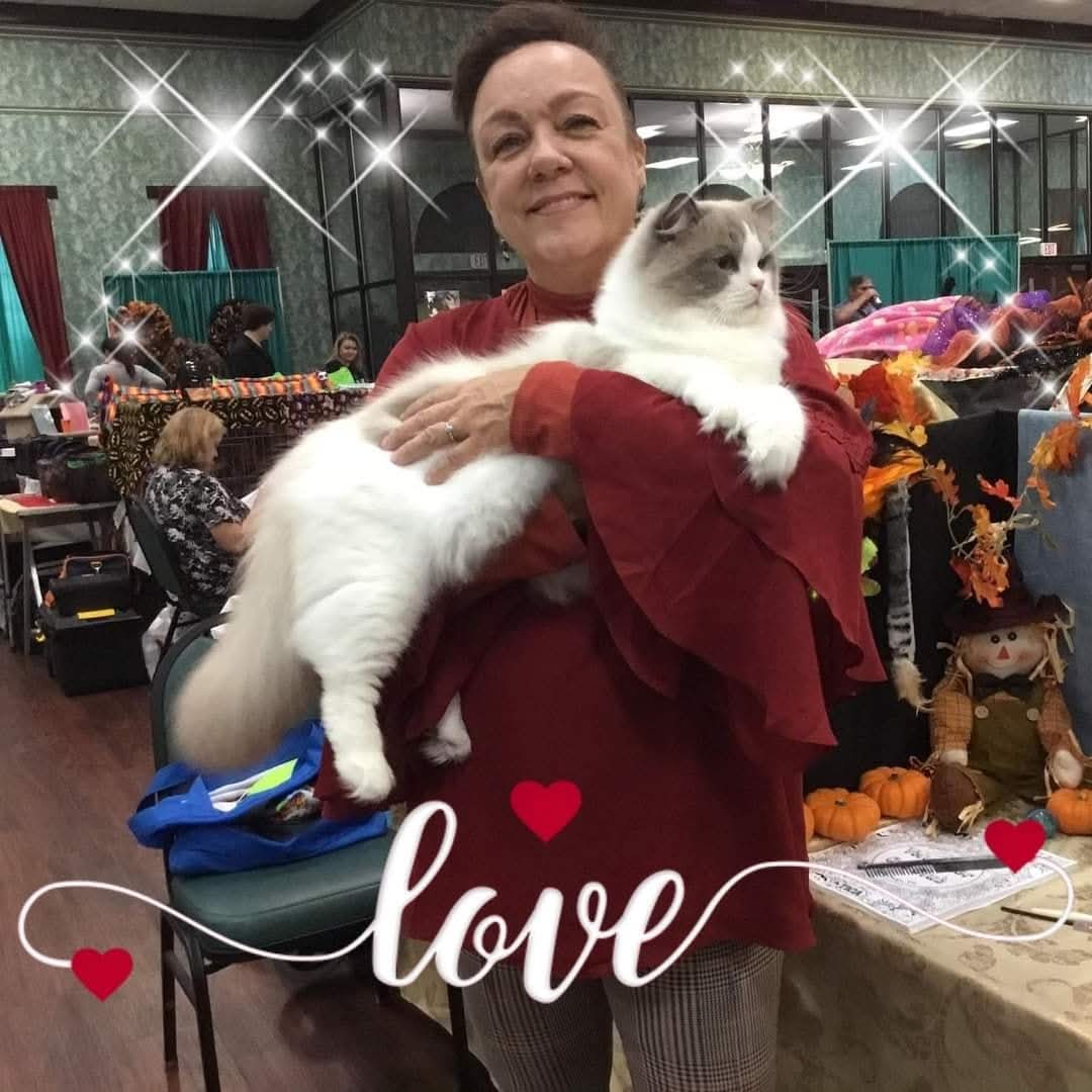 Dana presenting a Ragdoll at a TICA show