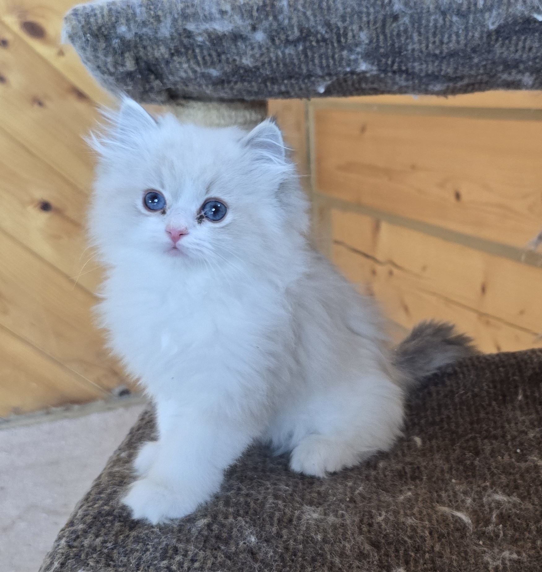 A fluffy Blossom kitten on a cat tree