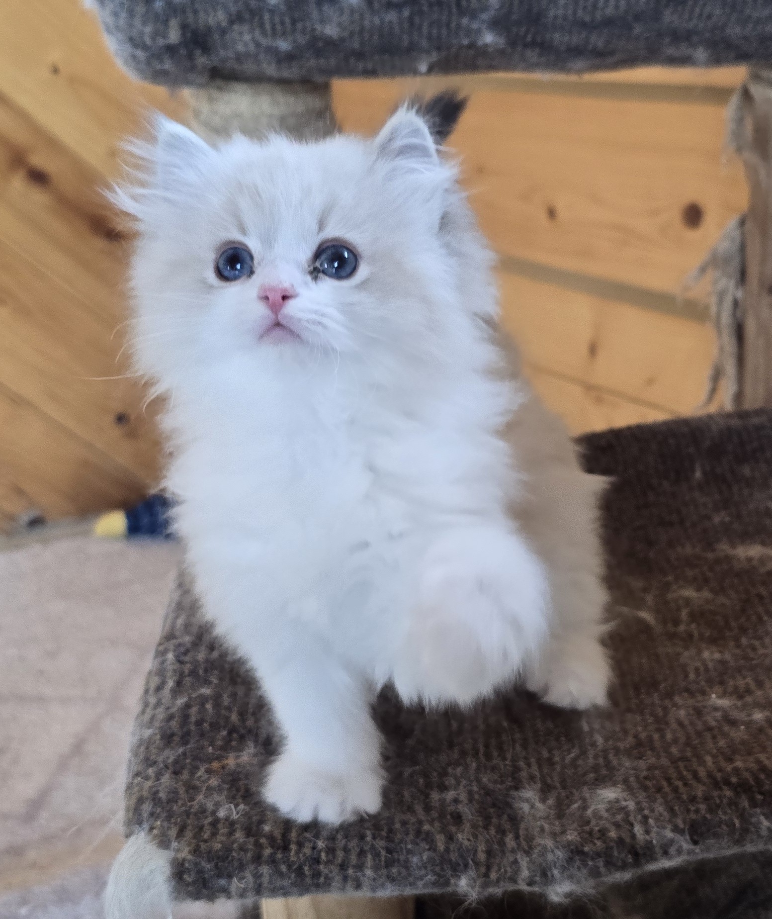 A young Blossom kitten standing on a cat tree