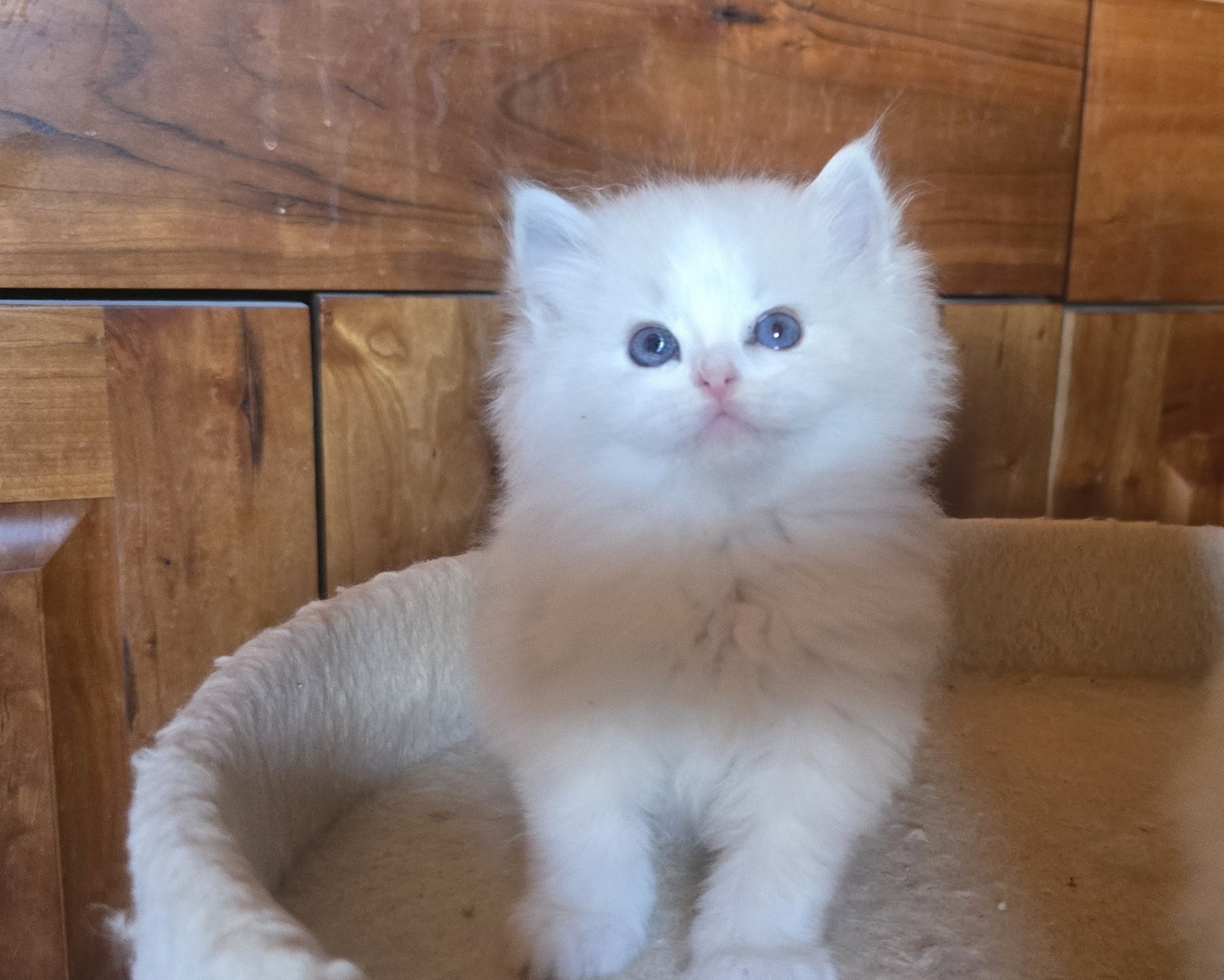 A pure-white fluffy Blossom kitten in a basket