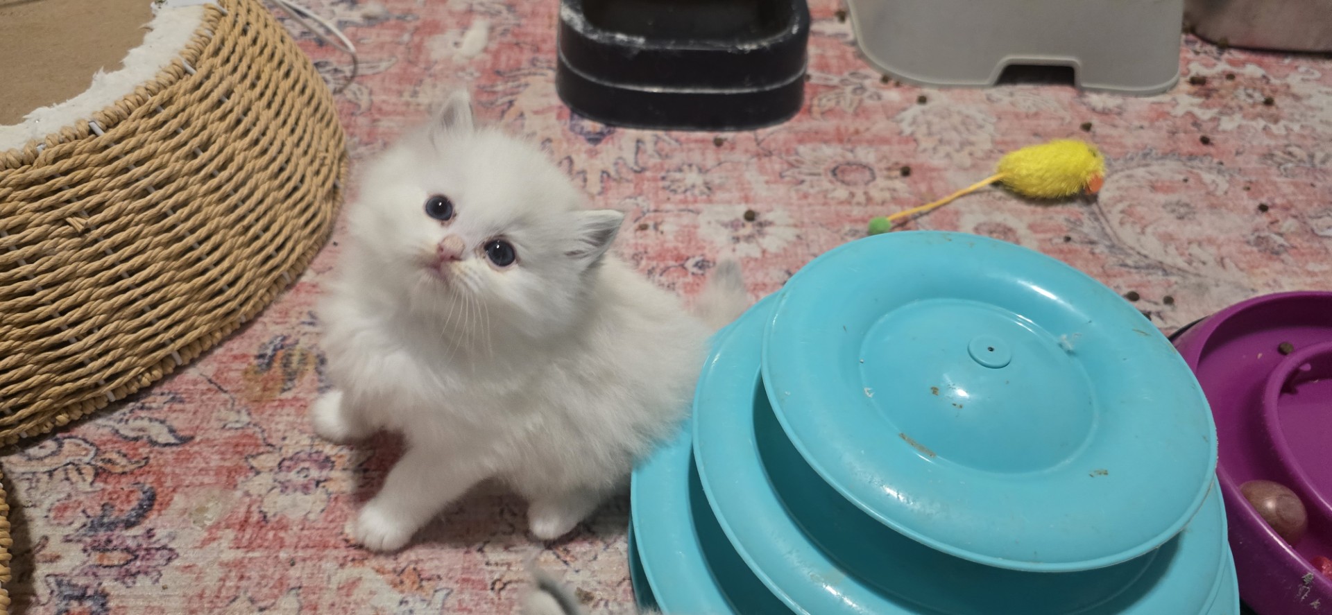A small white Blossom kitten beside a tower of toys
