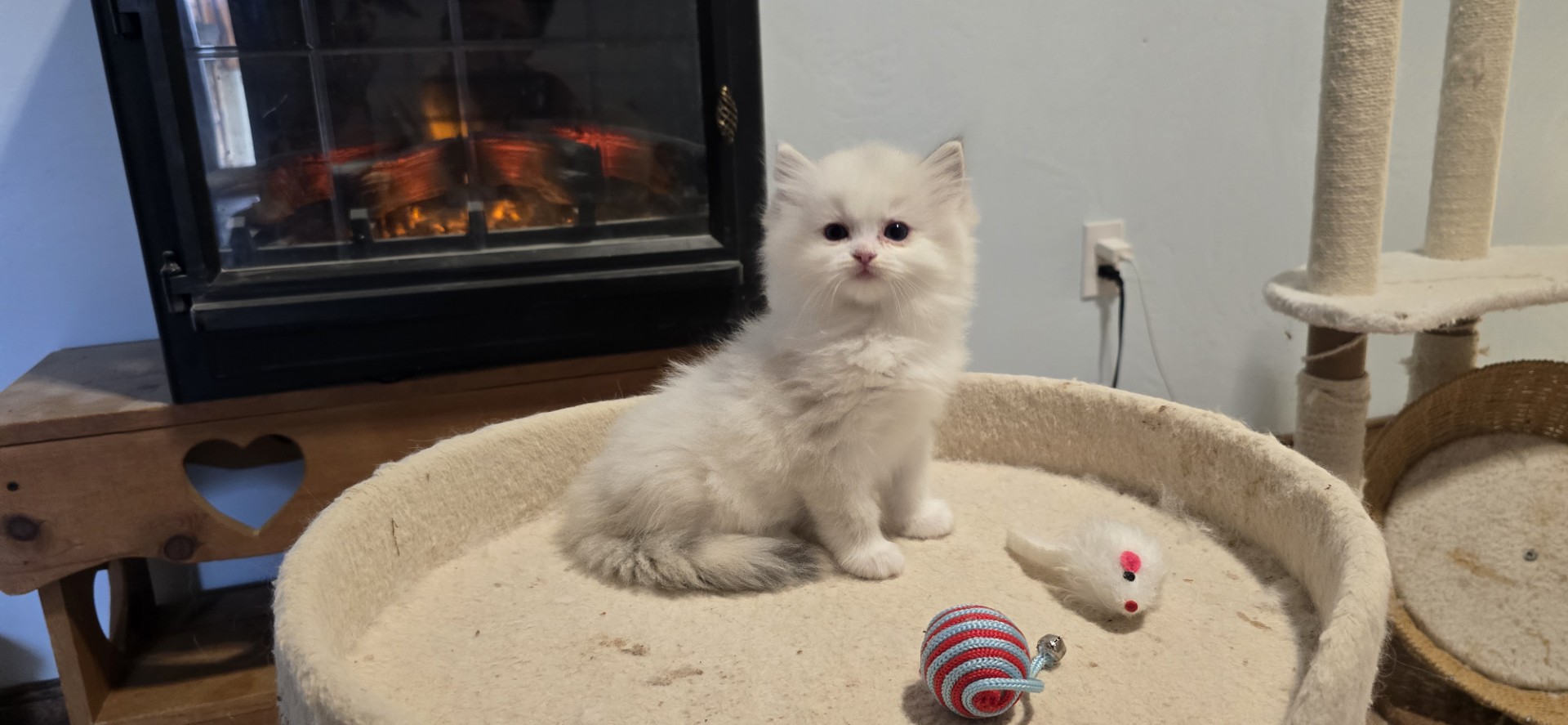 A bicolor Blossom kitten by the fireplace