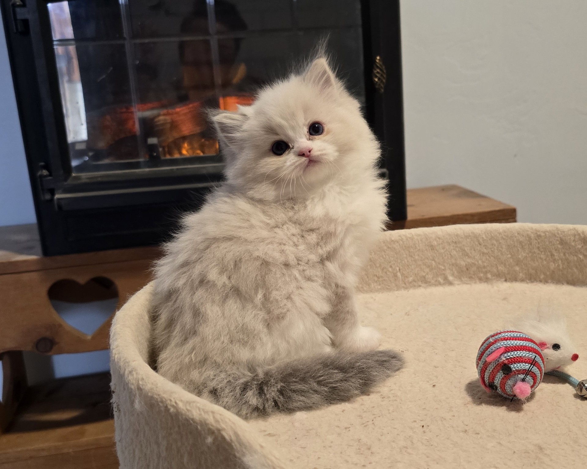 A seven-week-old Blossom kitten