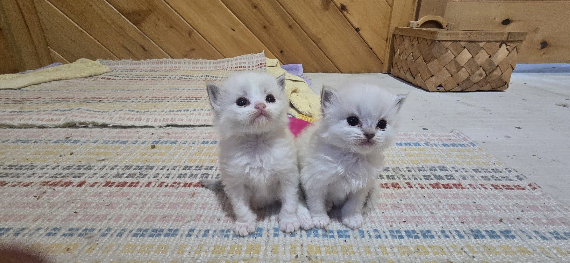 Two Blossom littermates sitting on a striped rug