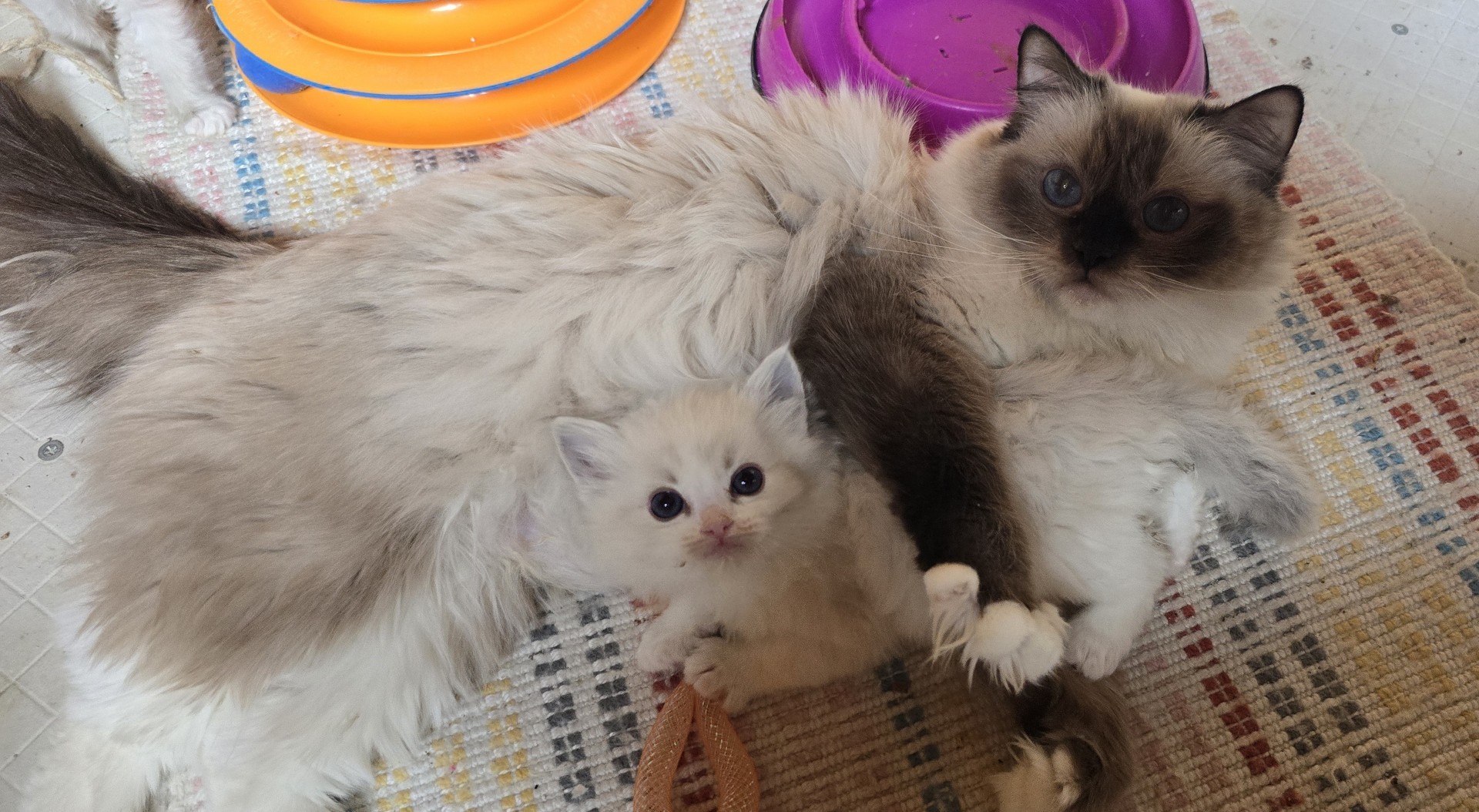 A queen and her one bright-eyed kitten lying together