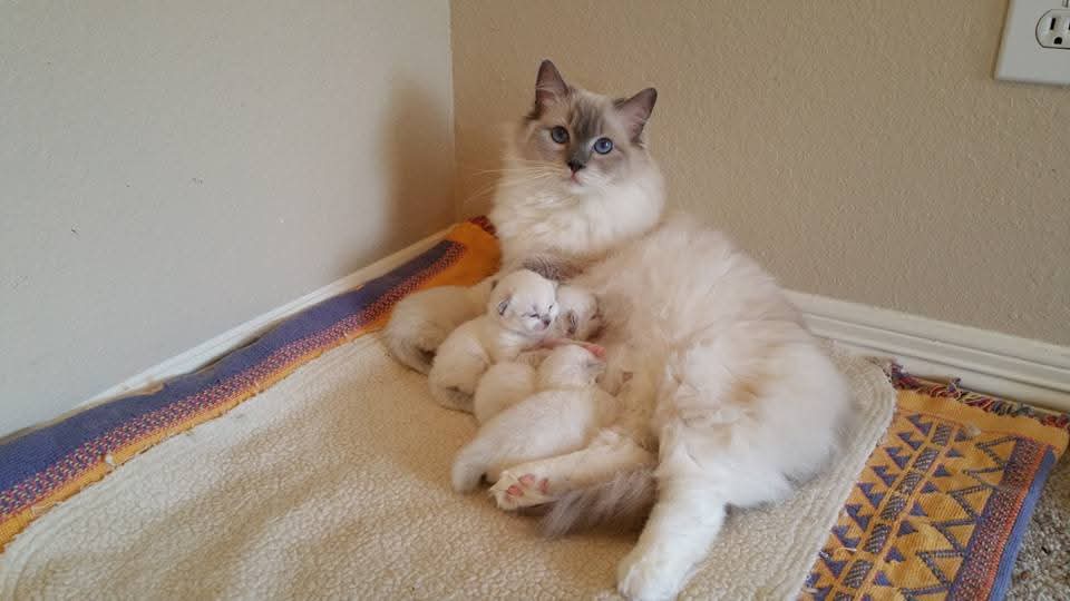 A Blossom queen settled against the wall with her nursing kittens