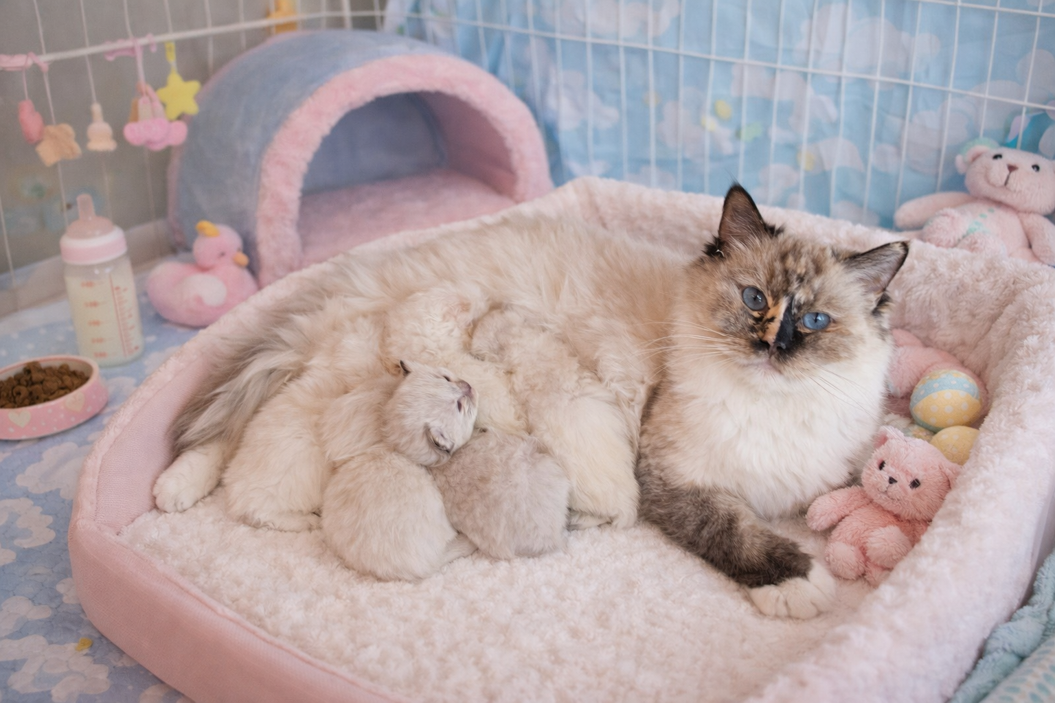 A queen nursing her litter in a soft pink bed