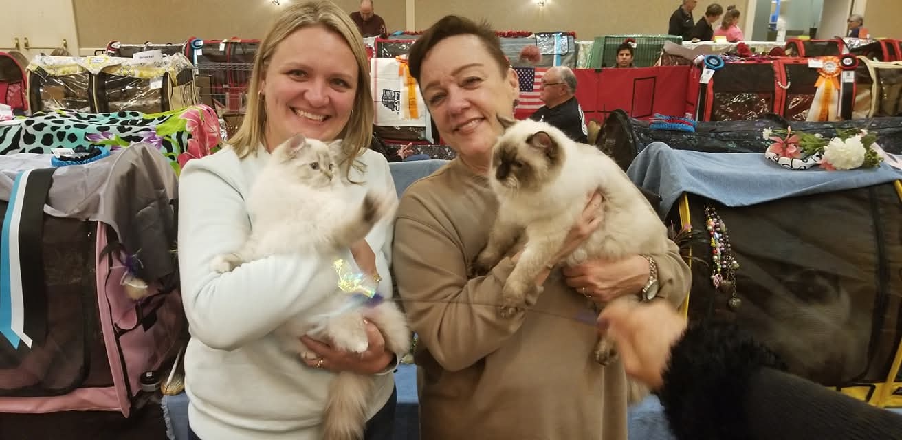 Friends from the TICA show circuit with their Blossom Ragdolls