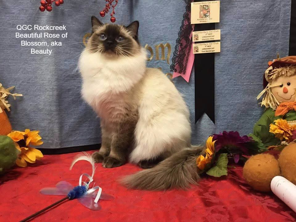 Beautiful Rose, a Blossom breeding adult