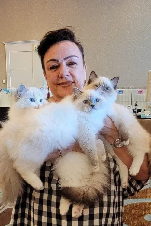 Dana, founder of Blossom Ragdolls, with three Ragdoll cats