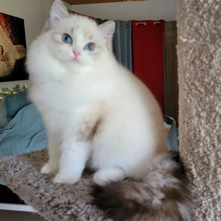 Gloriosa, a Blossom Ragdoll queen