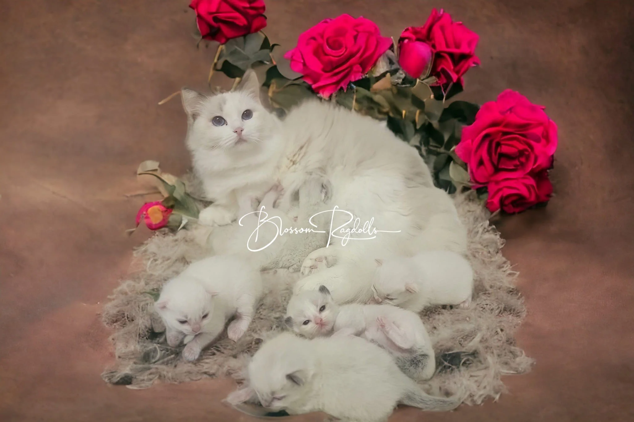 A Blossom Ragdoll mother with her kittens