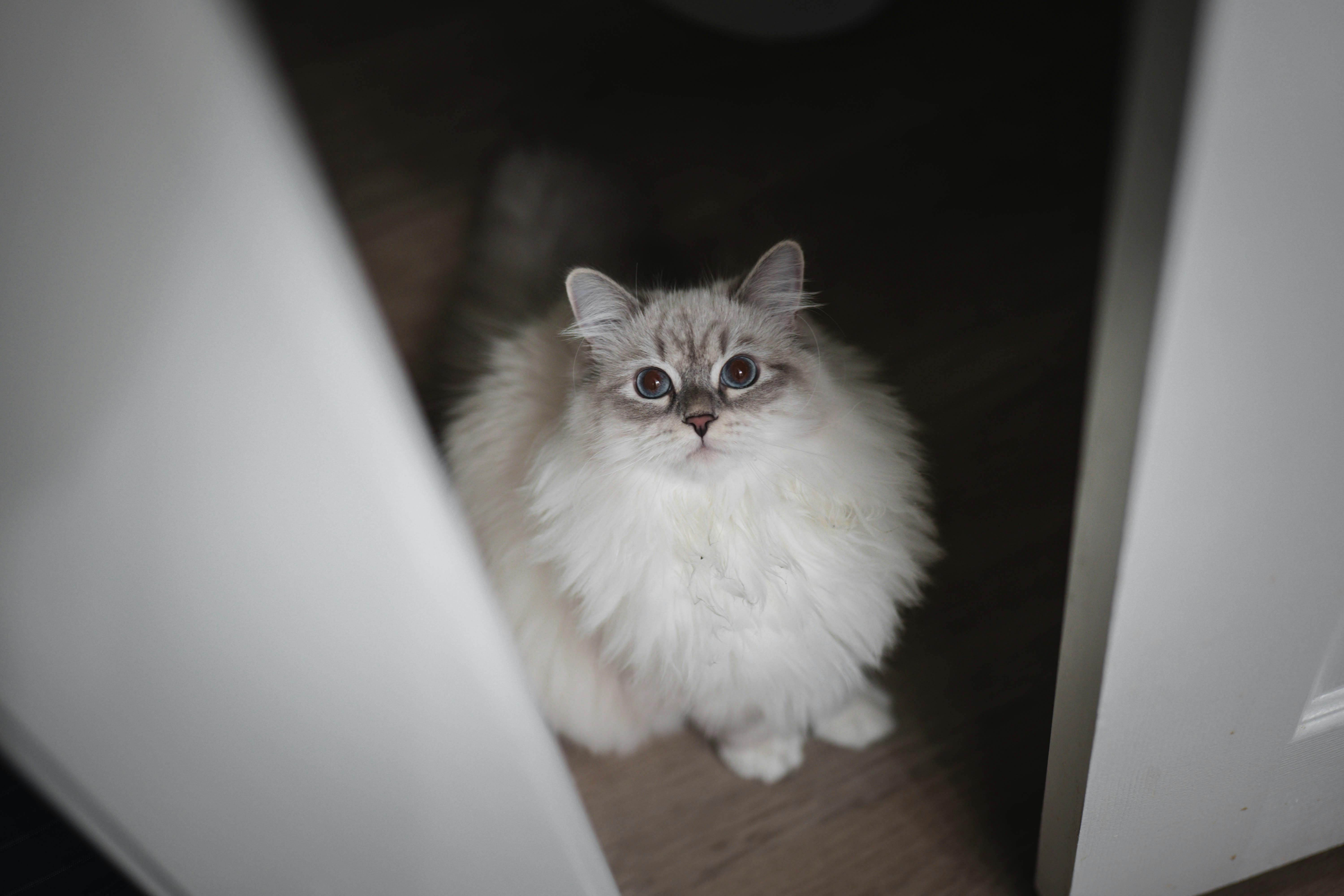 A Blossom Ragdoll kitten waiting in a doorway