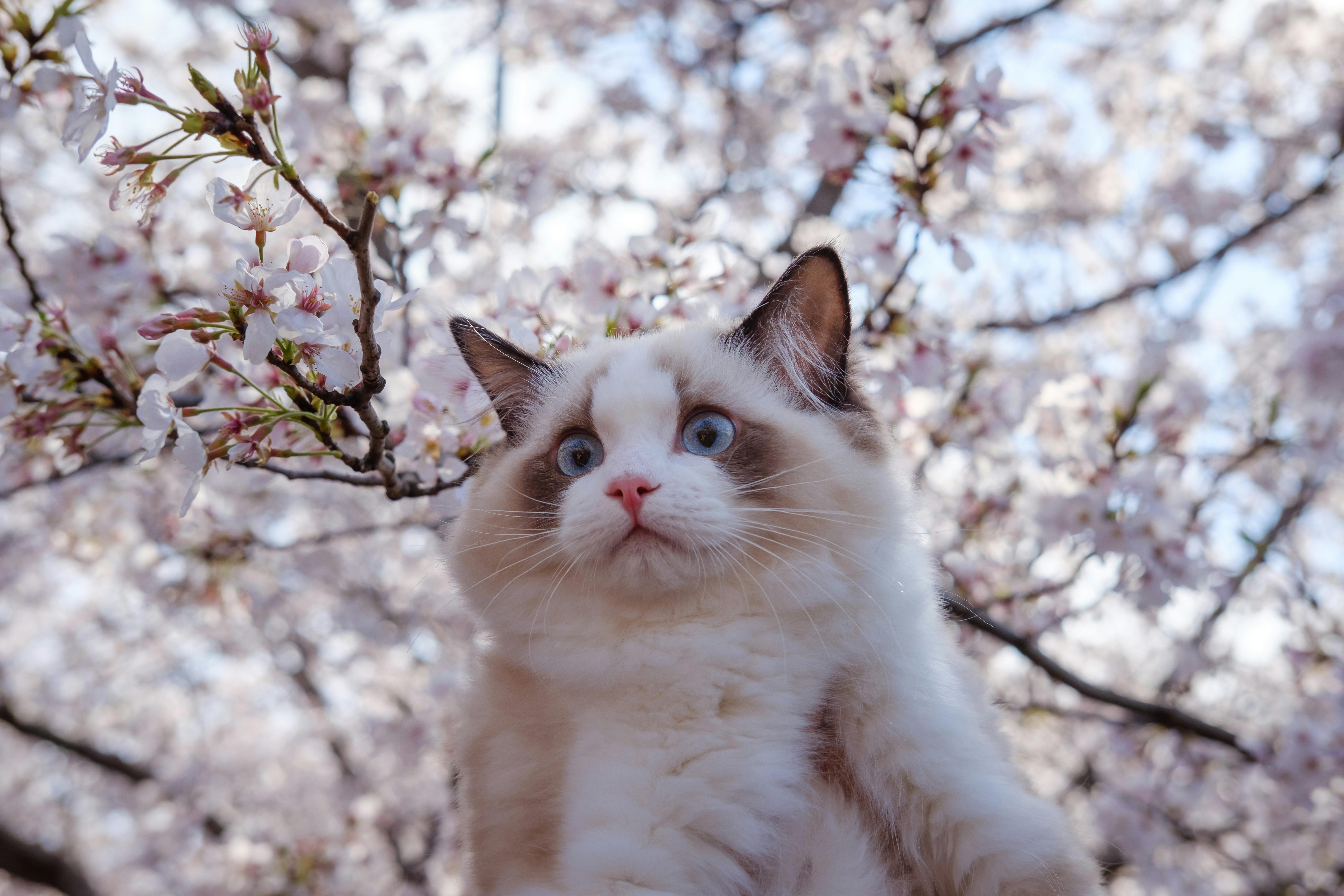 Ragdoll among cherry blossoms
